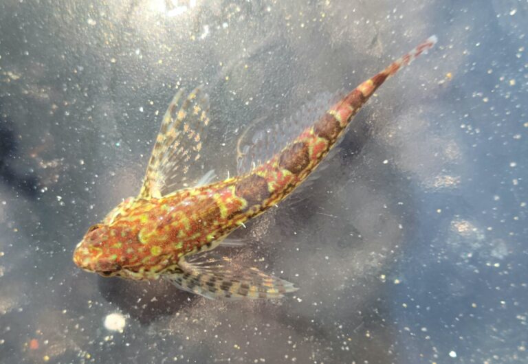Saddleback Sculpin (Oligocottus rimensis) |commons:File:Oligocottus rimensis.jpg