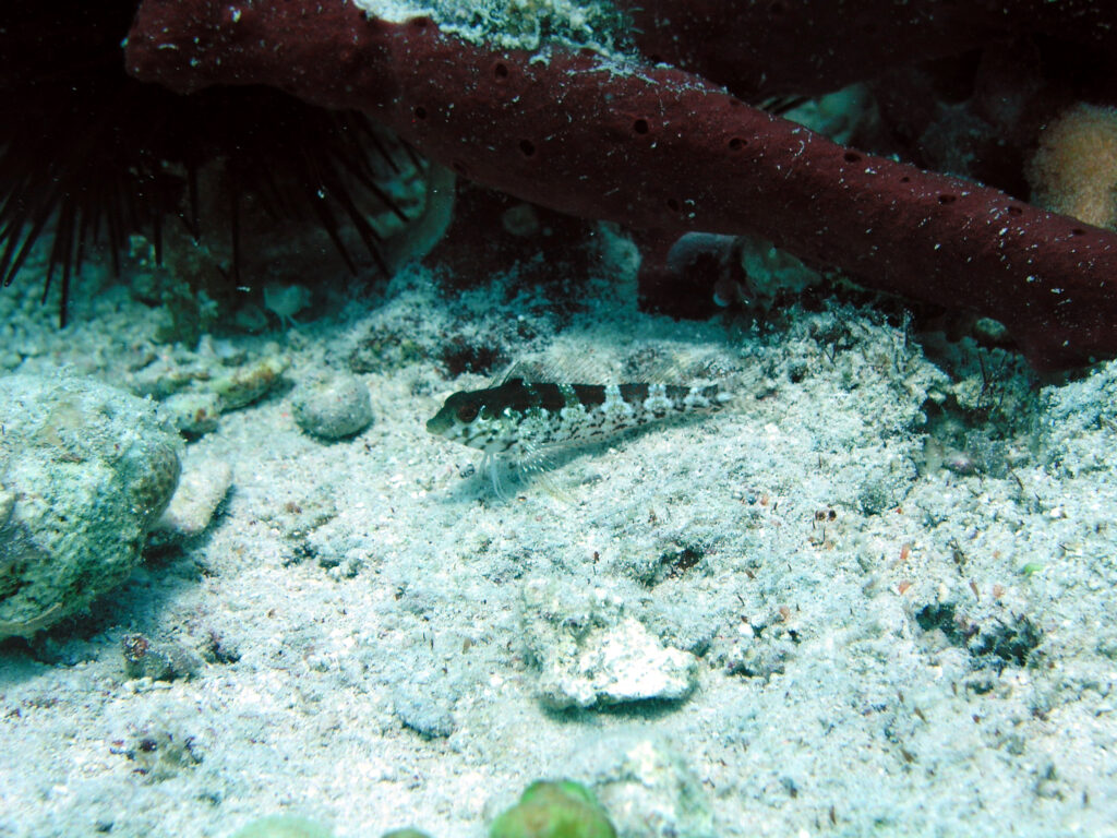 Saddled Blenny (Malacoctenus triangulatus) |commons:File:Malacoctenus triangulatus - Reef1815.jpg