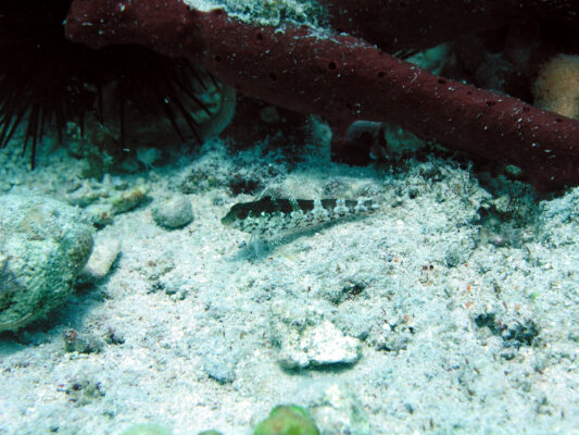 Saddled Blenny (Malacoctenus triangulatus) |commons:File:Malacoctenus triangulatus - Reef1815.jpg