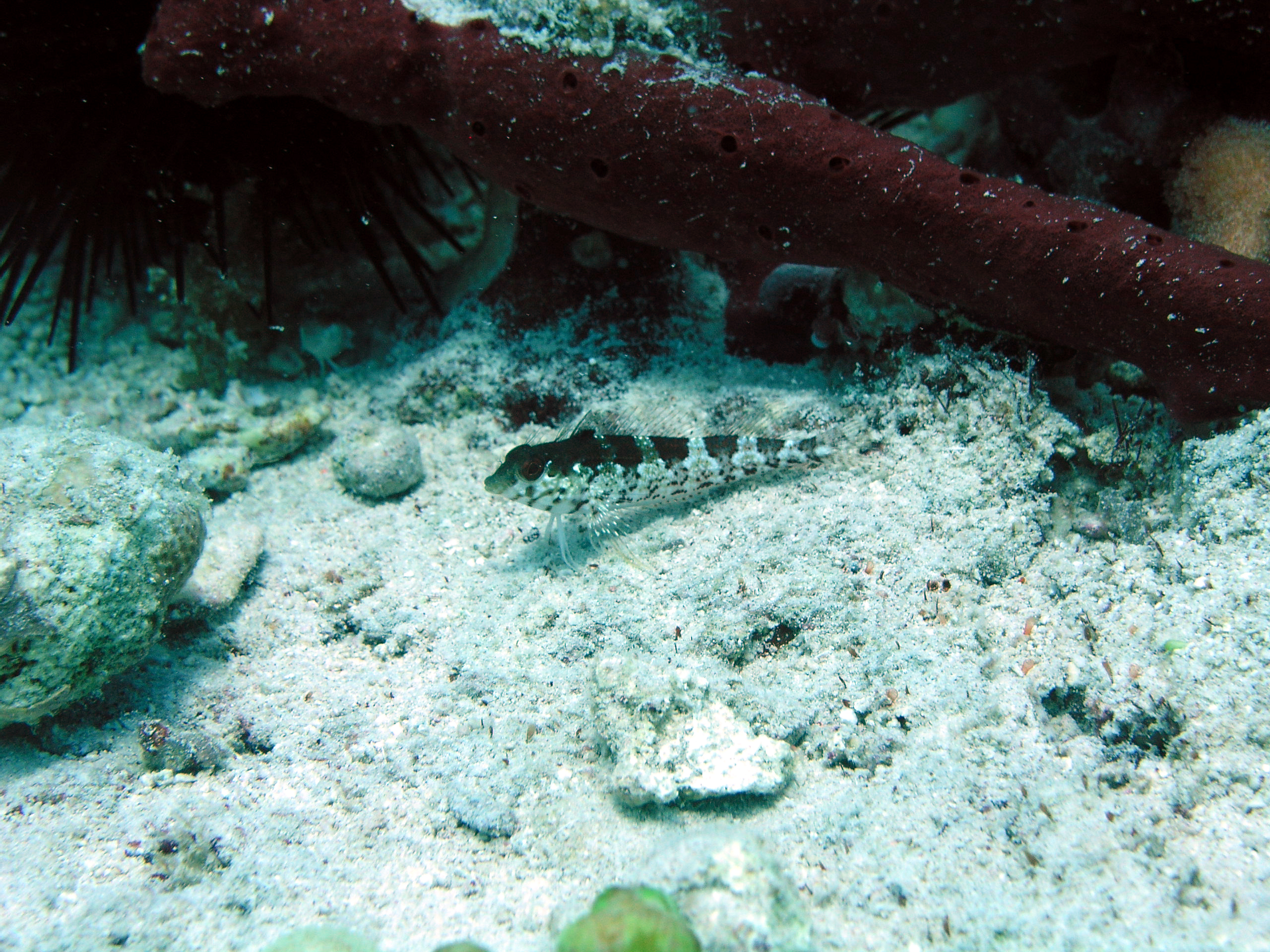 Saddled Blenny (Malacoctenus triangulatus) |commons:File:Malacoctenus triangulatus - Reef1815.jpg