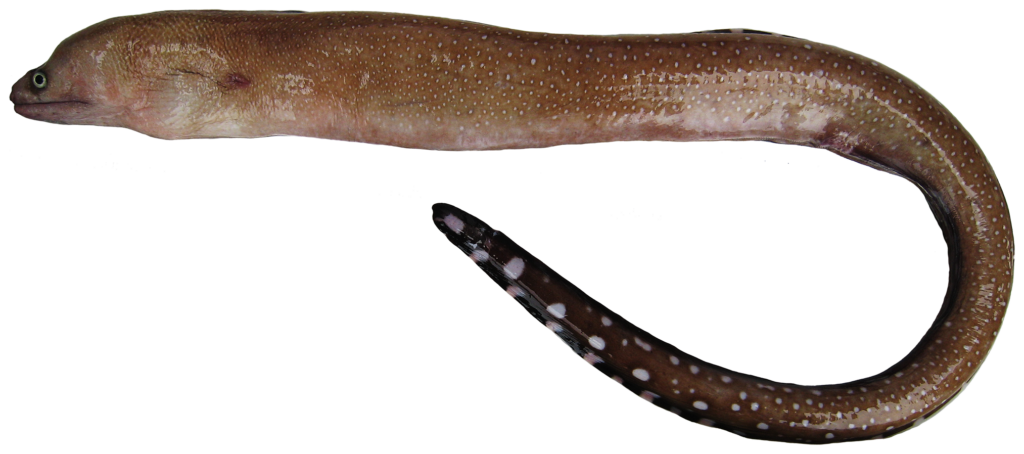 Saddled Moray (Gymnothorax conspersus) |commons:File:Gymnothorax conspersus - pone.0010676.g006.png