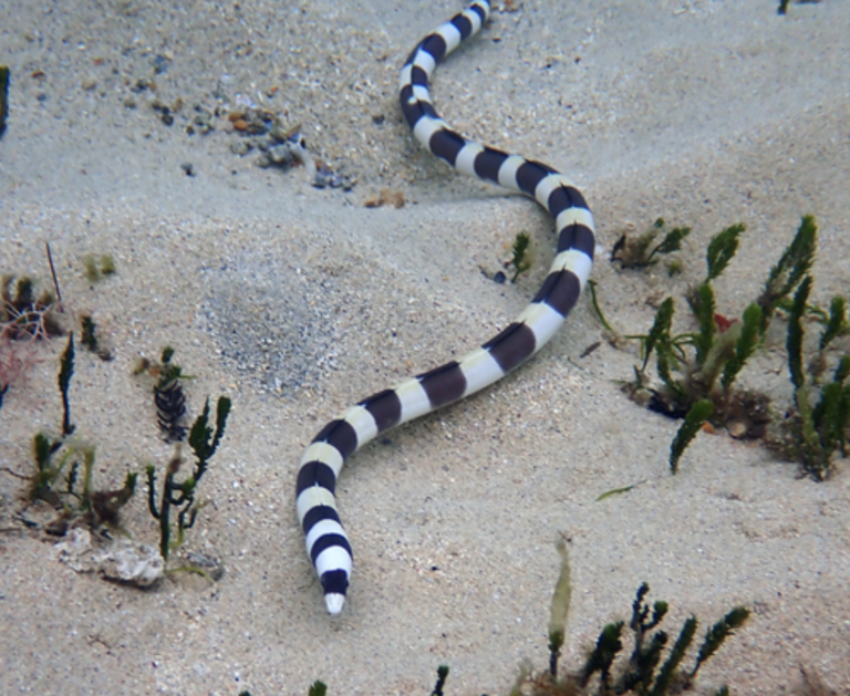 Saddled Snake-eel (Leiuranus semicinctus) |commons:File:Leiuranus semicinctus - April 2021.png