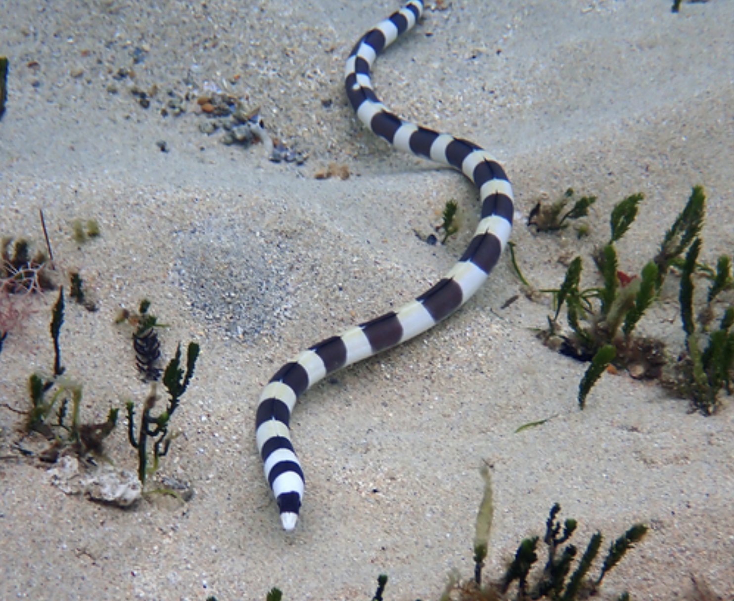 Saddled Snake-eel (Leiuranus semicinctus) |commons:File:Leiuranus semicinctus - April 2021.png