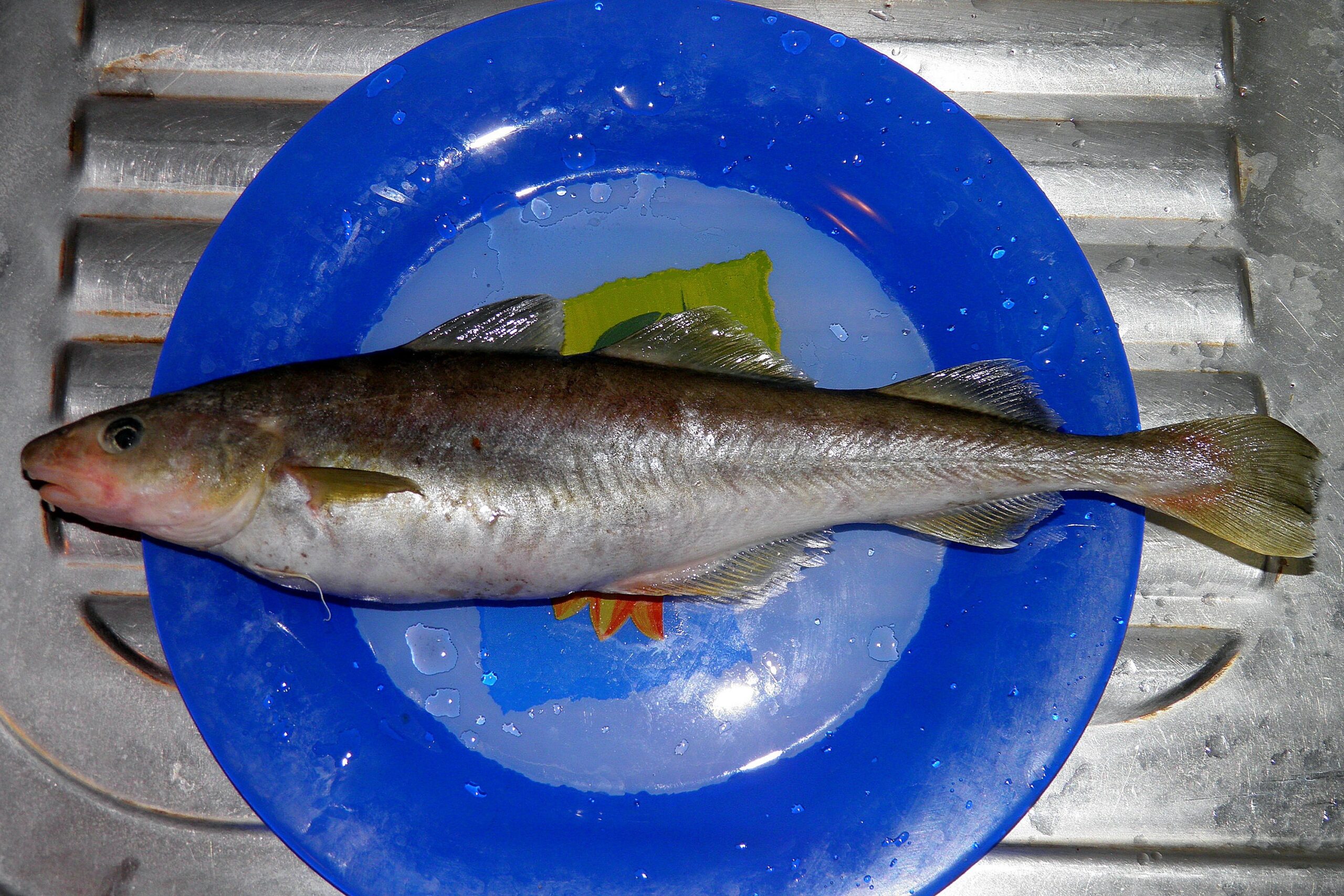 Saffron Cod (Eleginus gracilis) |commons:File:Eleginus gracilis.jpg