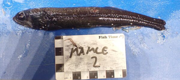 Sagamichthys schnakenbecki (Sagamichthys schnakenbecki) |commons:File:Sagamichthys schnakenbecki1.jpg