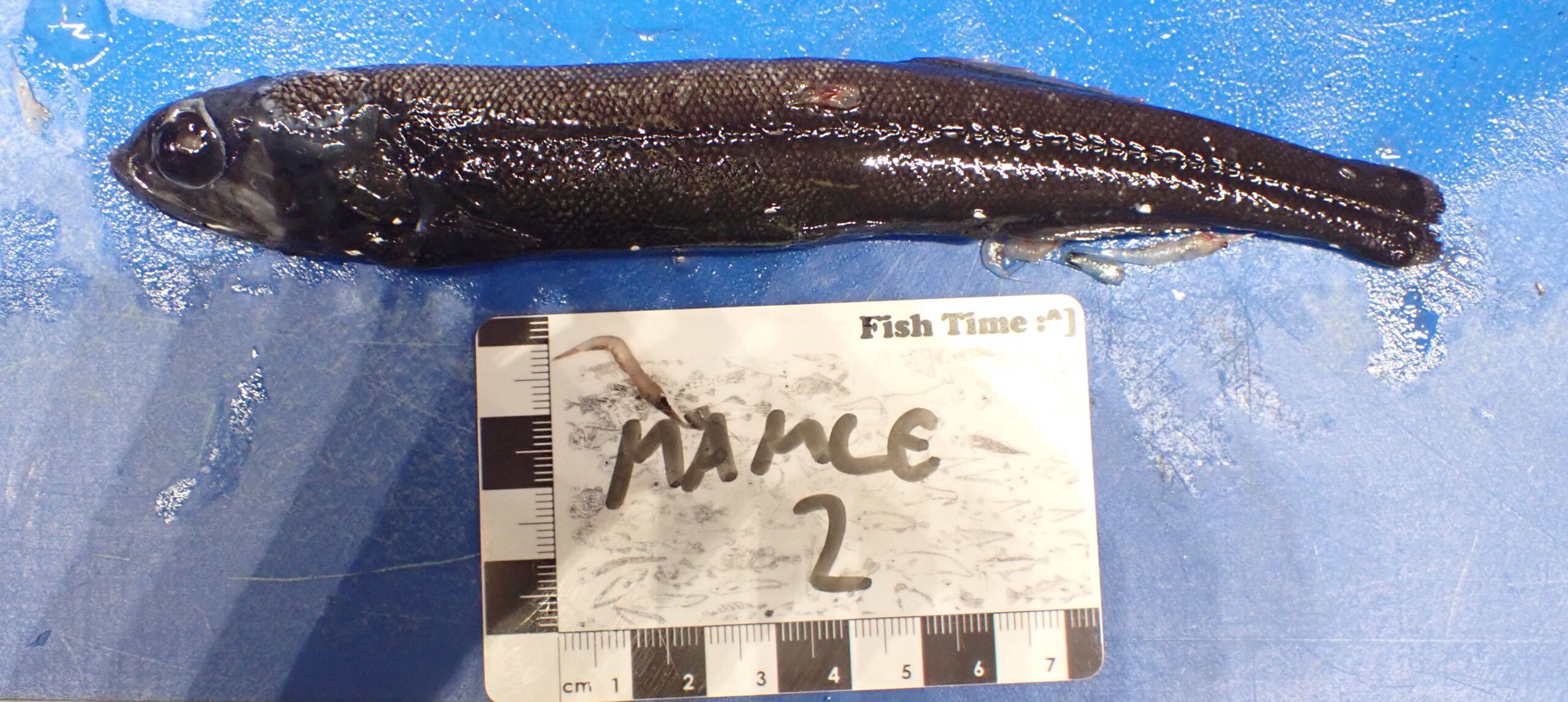 Sagamichthys schnakenbecki (Sagamichthys schnakenbecki) |commons:File:Sagamichthys schnakenbecki1.jpg