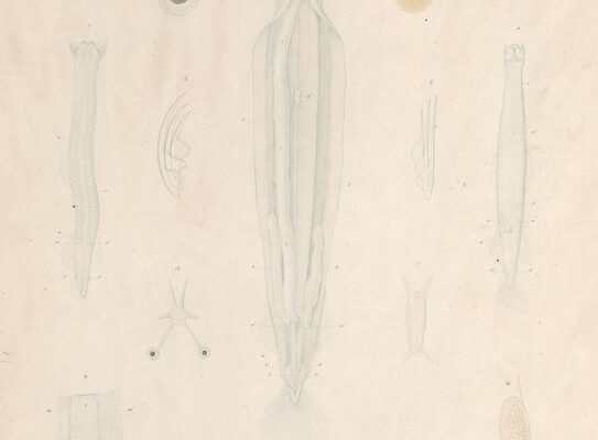 Sagitta bipunctata Sagitta bipunctata