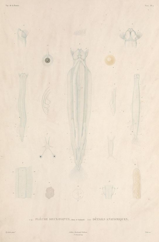 Sagitta bipunctata Sagitta bipunctata