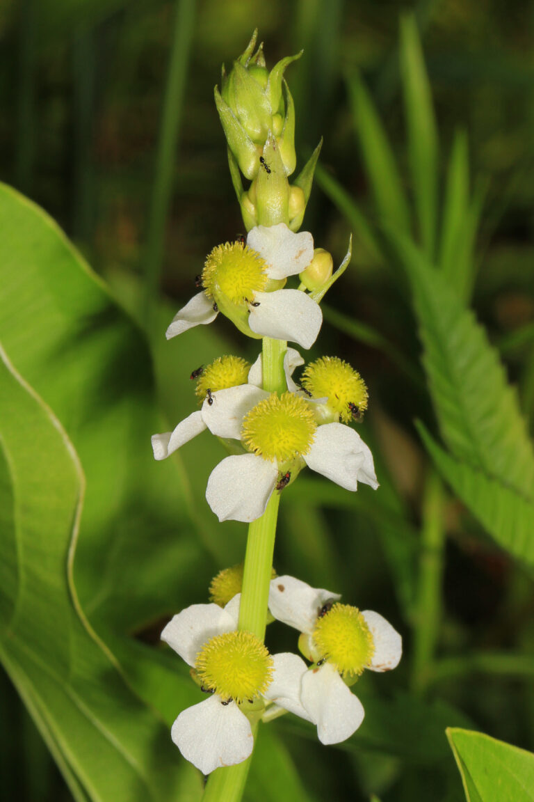 Sagittaria Australis (Sagittaria australis) |commons:File:Long-beaked Arrowhead - Sagittaria australis, Prince William Forest Park, Triangle, Virginia.jpg