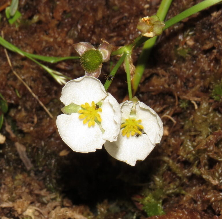 Sagittaria Engelmanniana (Sagittaria engelmanniana) |commons:File:Sagittaria engelmanniana.jpg