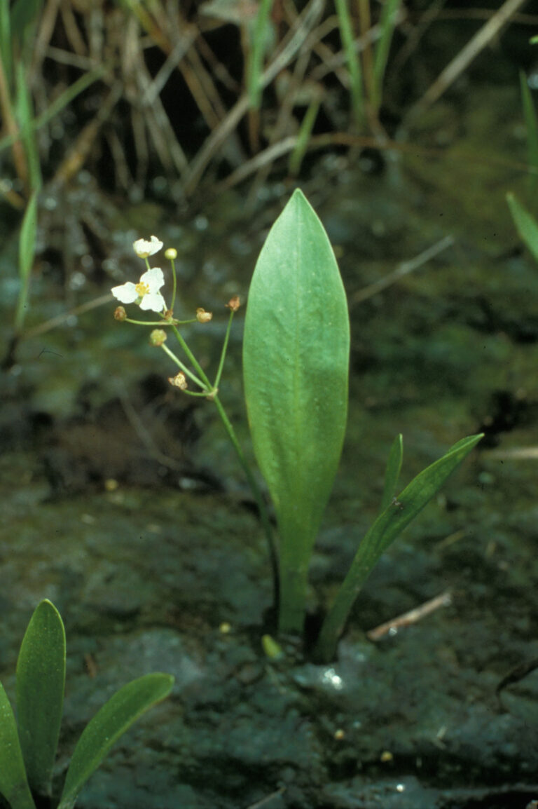 Sagittaria Fasciculata (Sagittaria fasciculata) |commons:File:Sagittaria fasciculata.jpg