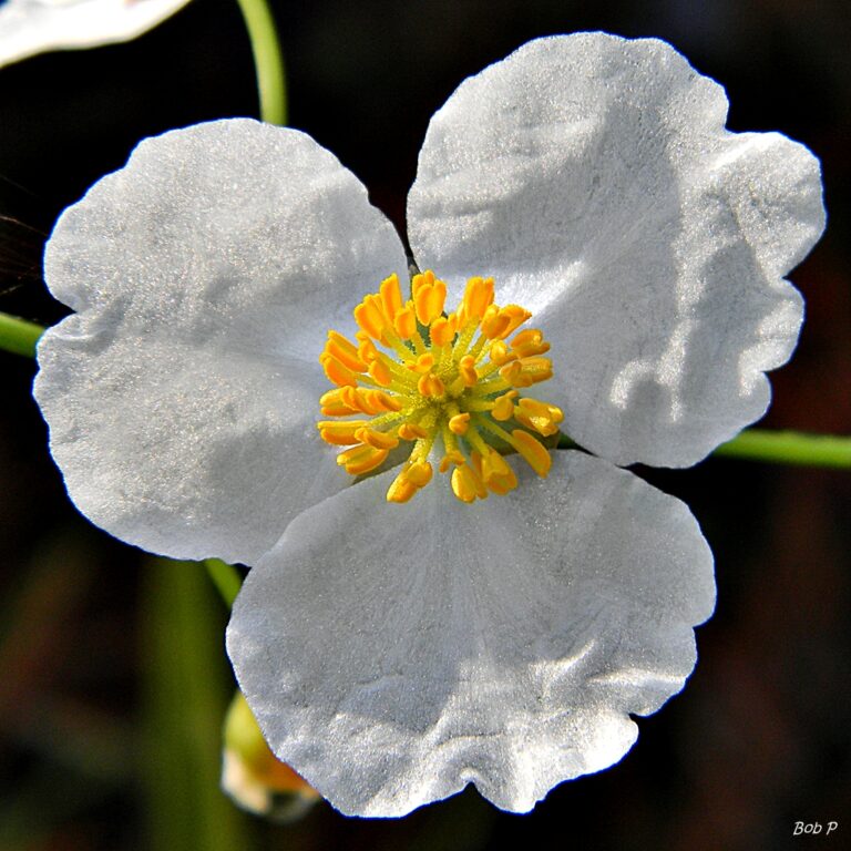 Sagittaria Lancifolia (Sagittaria lancifolia) |commons:File:Duck Potato (Sagittaria lancifolia) (6135184779).jpg