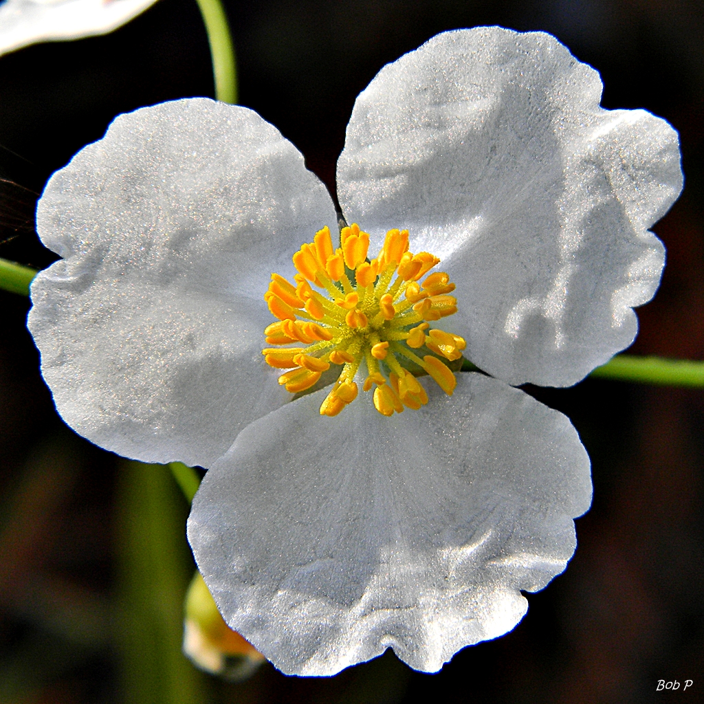 Sagittaria Lancifolia (Sagittaria lancifolia) |commons:File:Duck Potato (Sagittaria lancifolia) (6135184779).jpg