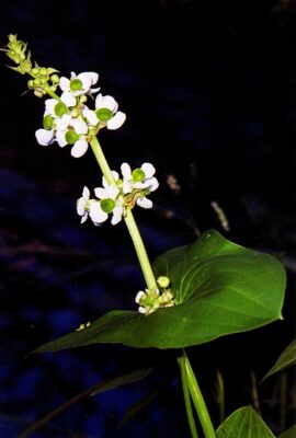 Sagittaria Latifolia (Sagittaria latifolia) |commons:File:Sagittaria latifolia.jpg