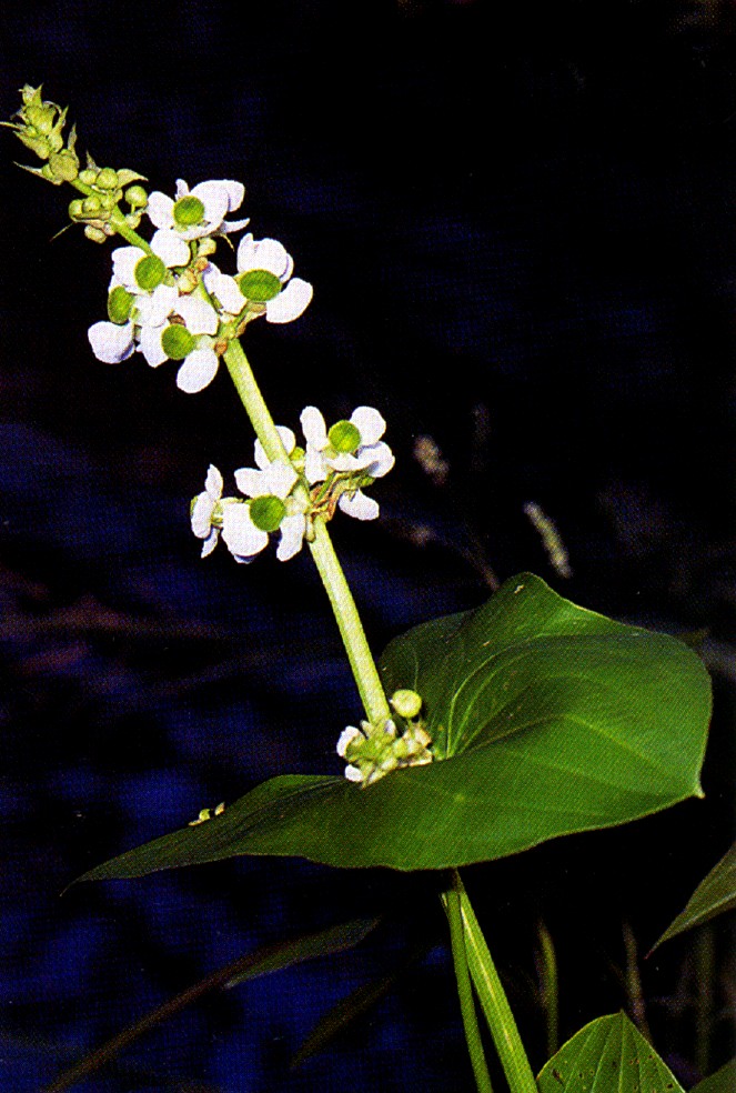 Sagittaria Latifolia (Sagittaria latifolia) |commons:File:Sagittaria latifolia.jpg