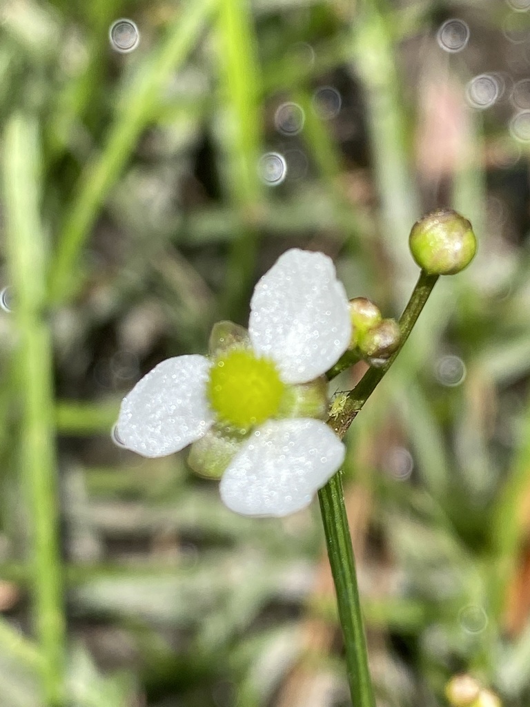 Sagittaria Macrocarpa (Sagittaria macrocarpa) |commons:File:Sagittaria macrocarpa.jpg