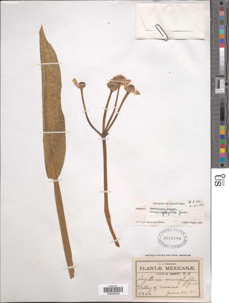Sagittaria Macrophylla (Sagittaria macrophylla) |commons:File:Sagittaria macrophylla.jpg