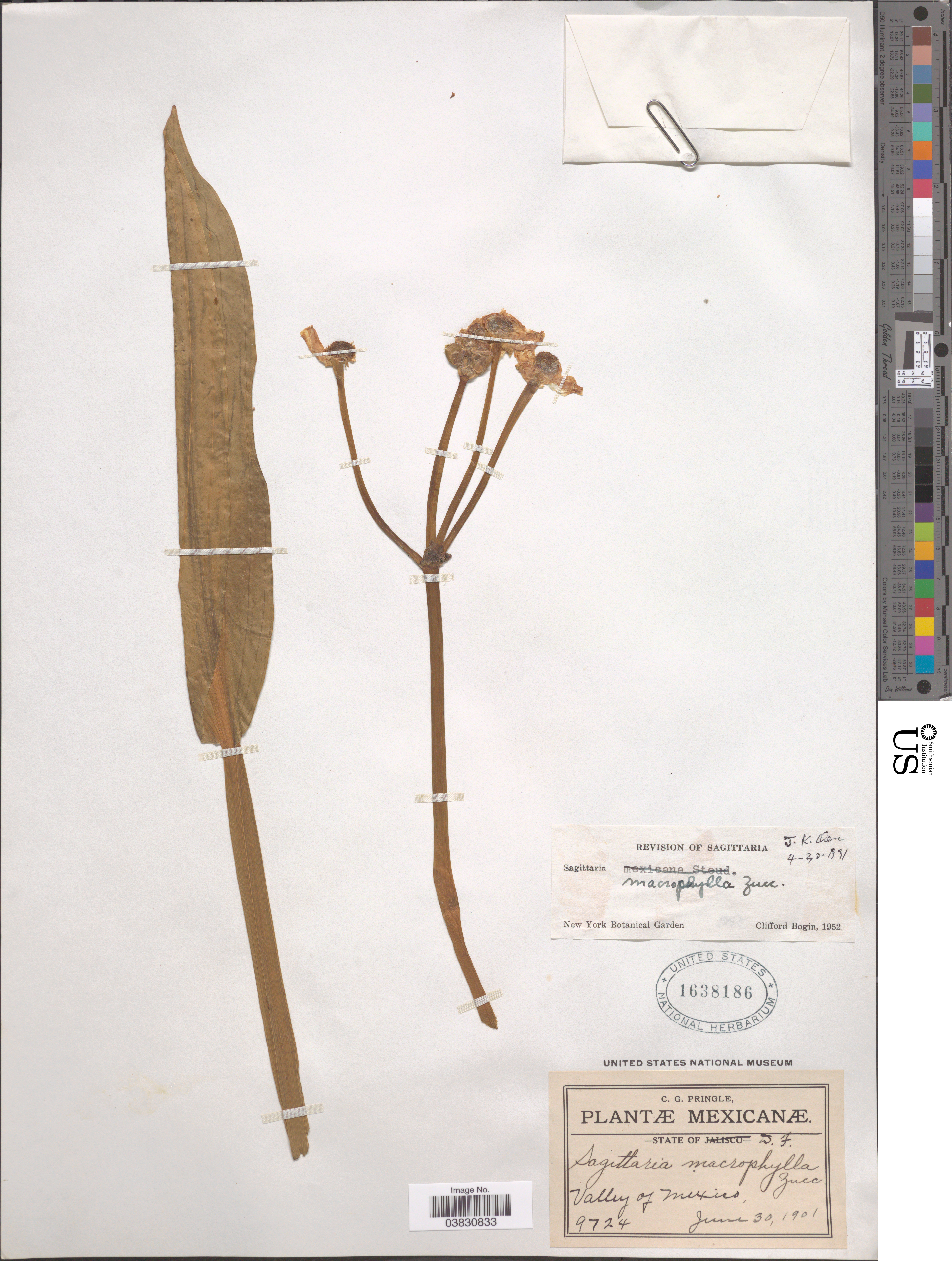 Sagittaria Macrophylla (Sagittaria macrophylla) |commons:File:Sagittaria macrophylla.jpg
