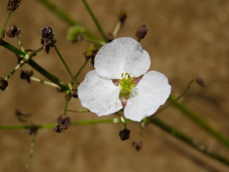 Sagittaria Papillosa (Sagittaria papillosa) |commons:File:Sagittaria papillosa.jpg