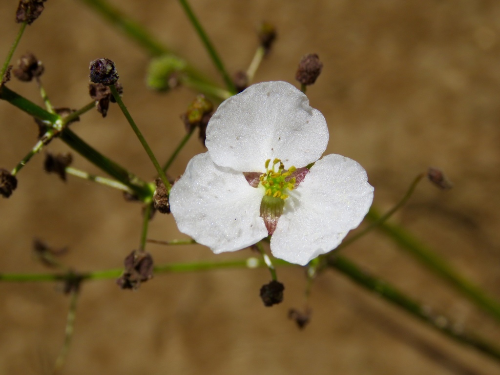 Sagittaria Papillosa (Sagittaria papillosa) |commons:File:Sagittaria papillosa.jpg