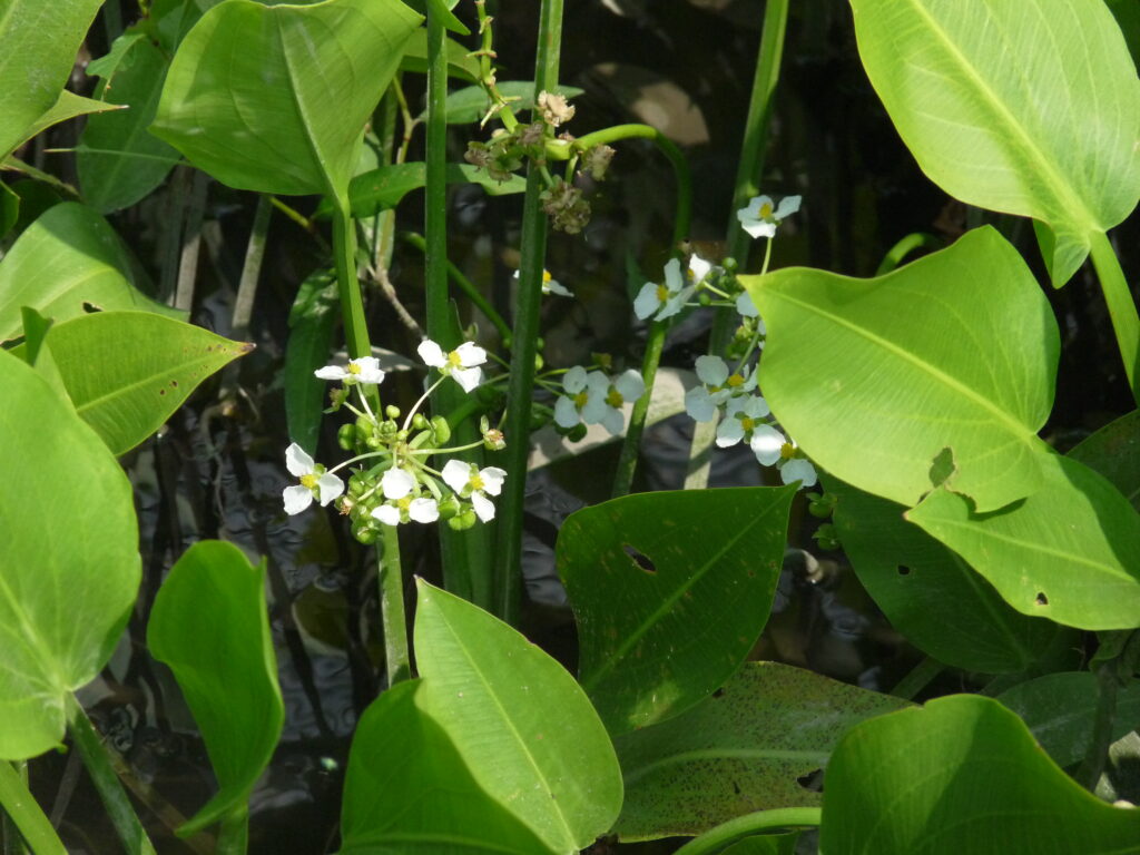 Sagittaria Platyphylla (Sagittaria platyphylla) |commons:File:Sagittaria platyphylla.JPG