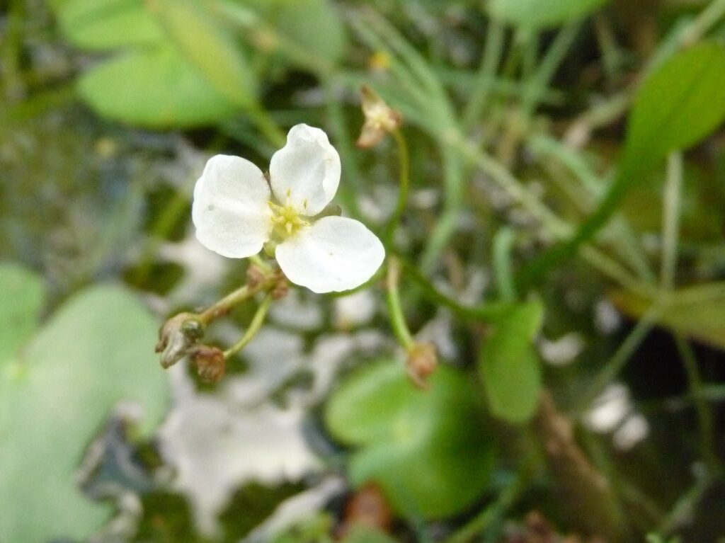Sagittaria Pygmaea (Sagittaria pygmaea) |commons:File:Sagittaria pygmaea.JPG
