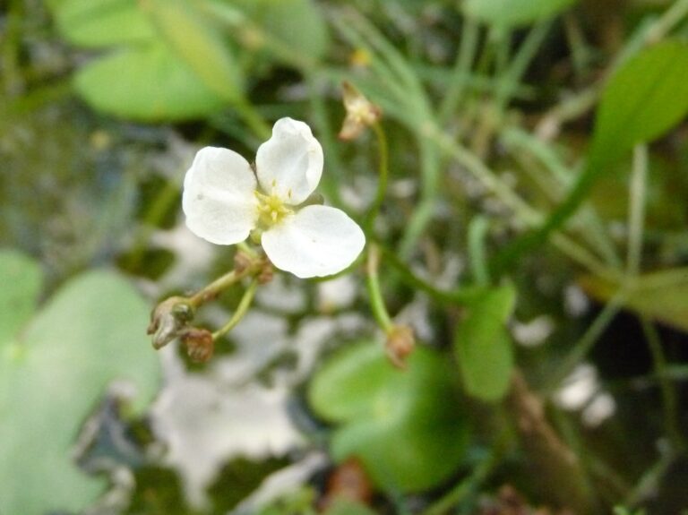 Sagittaria Pygmaea (Sagittaria pygmaea) |commons:File:Sagittaria pygmaea.JPG