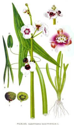 Sagittaria Sagittifolia (Sagittaria sagittifolia) |commons:File:485 Sagittaria sagittifolia.jpg