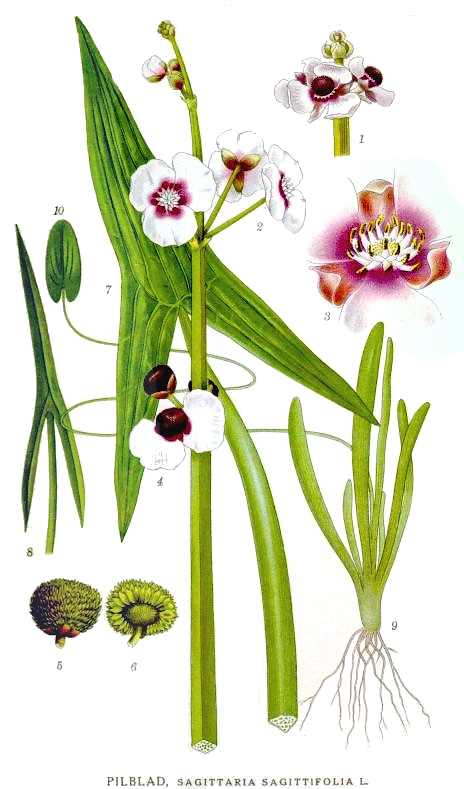 Sagittaria Sagittifolia (Sagittaria sagittifolia) |commons:File:485 Sagittaria sagittifolia.jpg