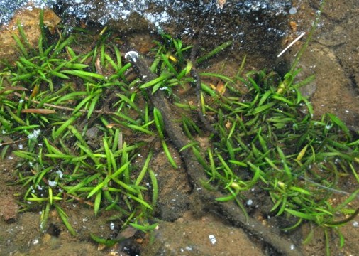 Sagittaria Secundifolia (Sagittaria secundifolia) |commons:File:Sagittaria secundifolia.jpg