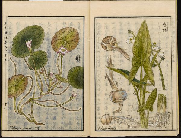 Sagittaria Trifolia (Sagittaria trifolia) |commons:File:Leiden University Library - Seikei Zusetsu vol. 29, page 011 - 蓴 - Brasenia schreberi - 沢瀉 - Sagittaria trifolia, 1804.jpg