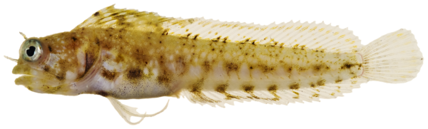 Sailfin Blenny (Emblemaria pandionis) |commons:File:Emblemaria pandionis - pone.0010676.g157.png