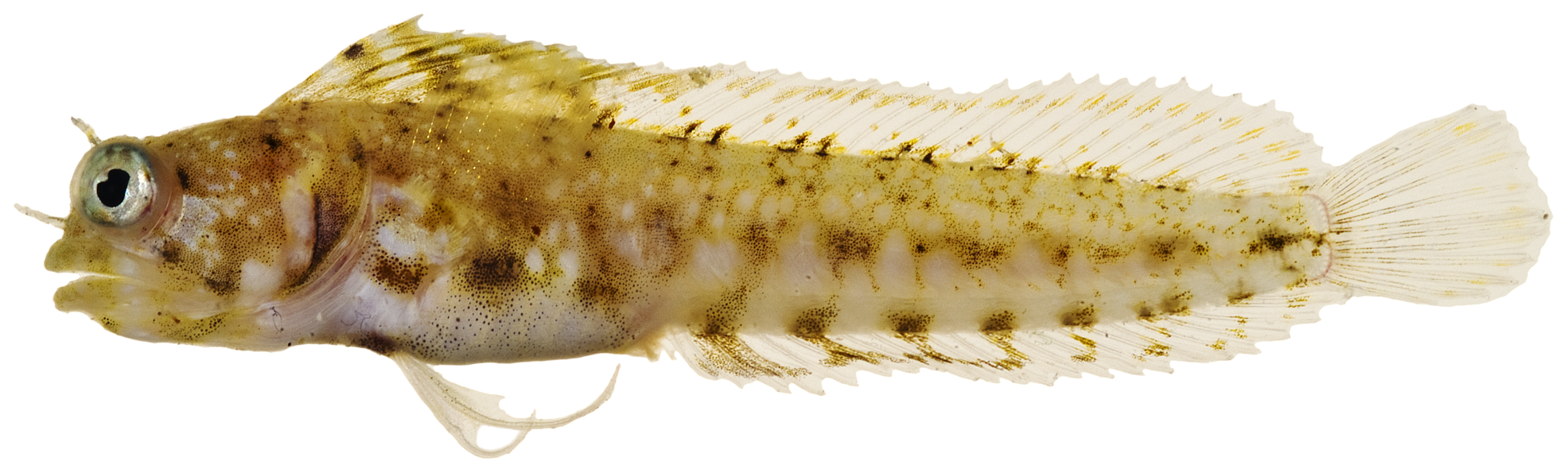 Sailfin Blenny (Emblemaria pandionis) |commons:File:Emblemaria pandionis - pone.0010676.g157.png