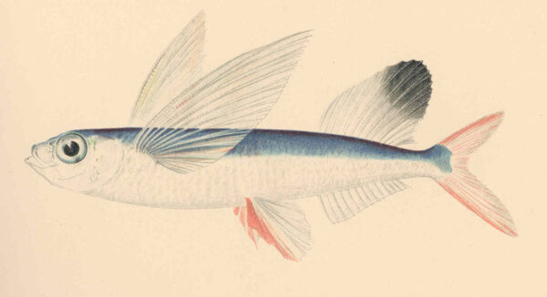 Sailfin Flyingfish (Parexocoetus brachypterus) |commons:File:FMIB 42597 Parexocoetus brachypterus (Solander) Malolo.jpeg