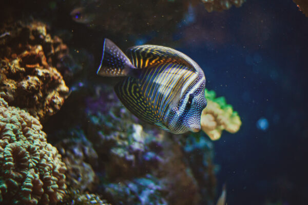 Sailfin Tang (Zebrasoma desjardinii) |commons:File:Zebrasoma desjardinii.jpg