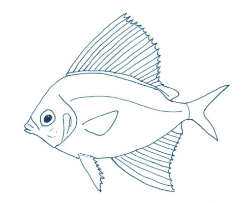 Sailfin Velifer (Velifer hypselopterus) |commons:File:Velifer hypselopterus.jpg