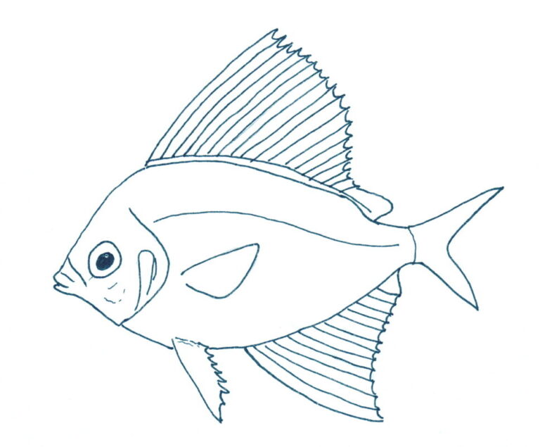 Sailfin Velifer (Velifer hypselopterus) |commons:File:Velifer hypselopterus.jpg