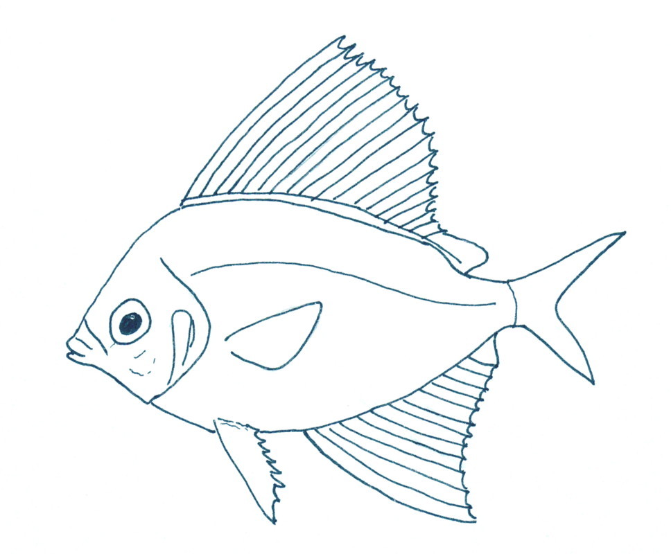 Sailfin Velifer (Velifer hypselopterus) |commons:File:Velifer hypselopterus.jpg
