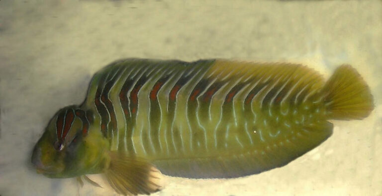 Salaria basilisca (Salaria basilisca) |commons:File:Salaria basilisca.jpg