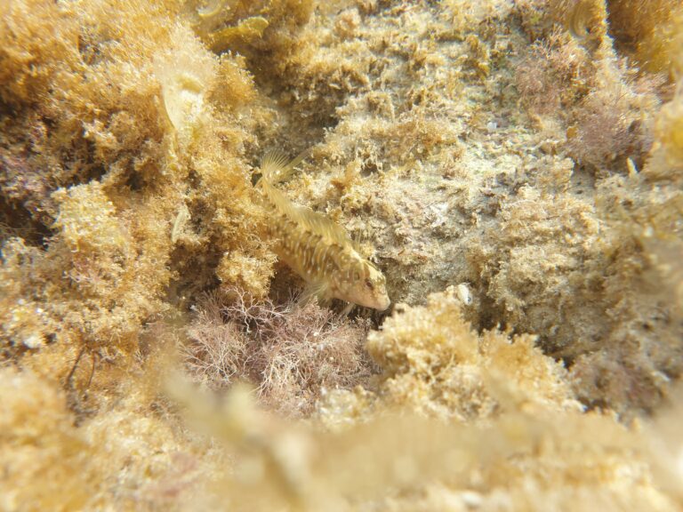 Salaria pavo (Salaria pavo) |commons:File:Peacock blenny (Salaria pavo) in a rockpool area at the western shore of Haifa, Israel (20210626 173934).jpg