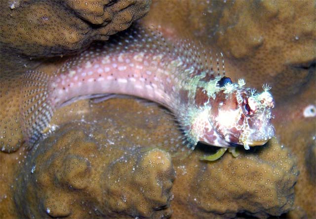 Salarias alboguttatus (Salarias alboguttatus) |commons:File:Salarias alboguttatus1.jpg