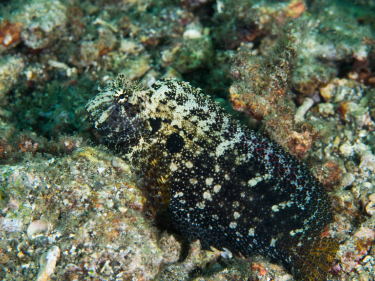 Salarias ceramensis (Salarias ceramensis) |commons:File:Ceram blenny (Salarias ceramensis) (27599709998).jpg