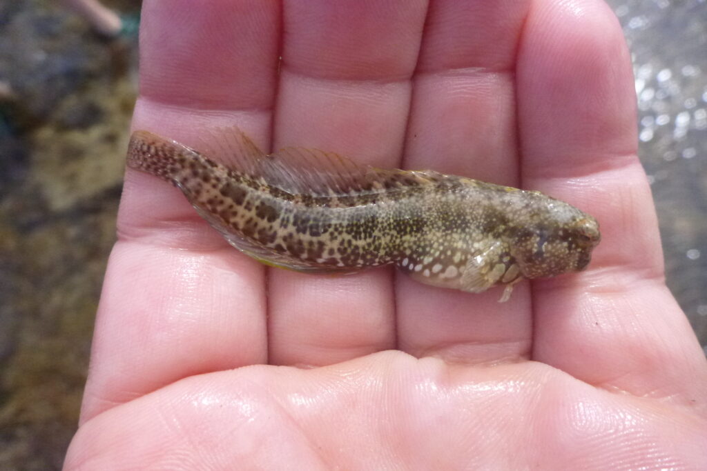Salarias guttatus (Salarias guttatus) |commons:File:Salarias guttatus 14457305.jpg