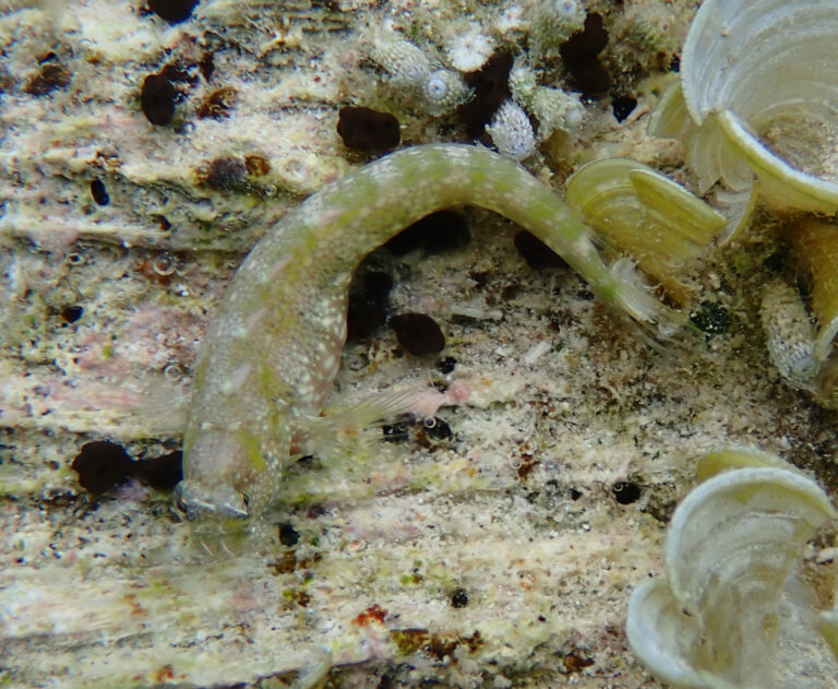 Salarias patzneri (Salarias patzneri) |commons:File:Salarias patzneri 269237165.jpg