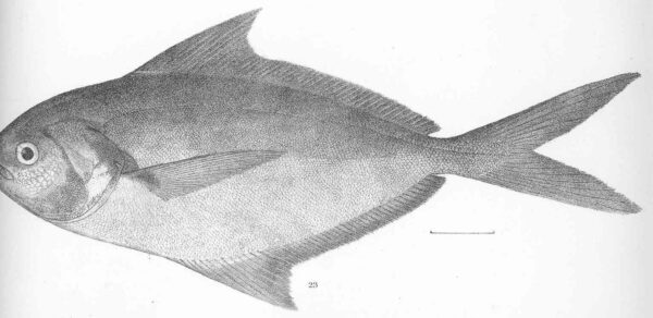 Salema Butterfish (Peprilus snyderi) |commons:File:FMIB 50634 Peprilus snyderi Gilbert & Starks Type specimen; Panama.jpeg