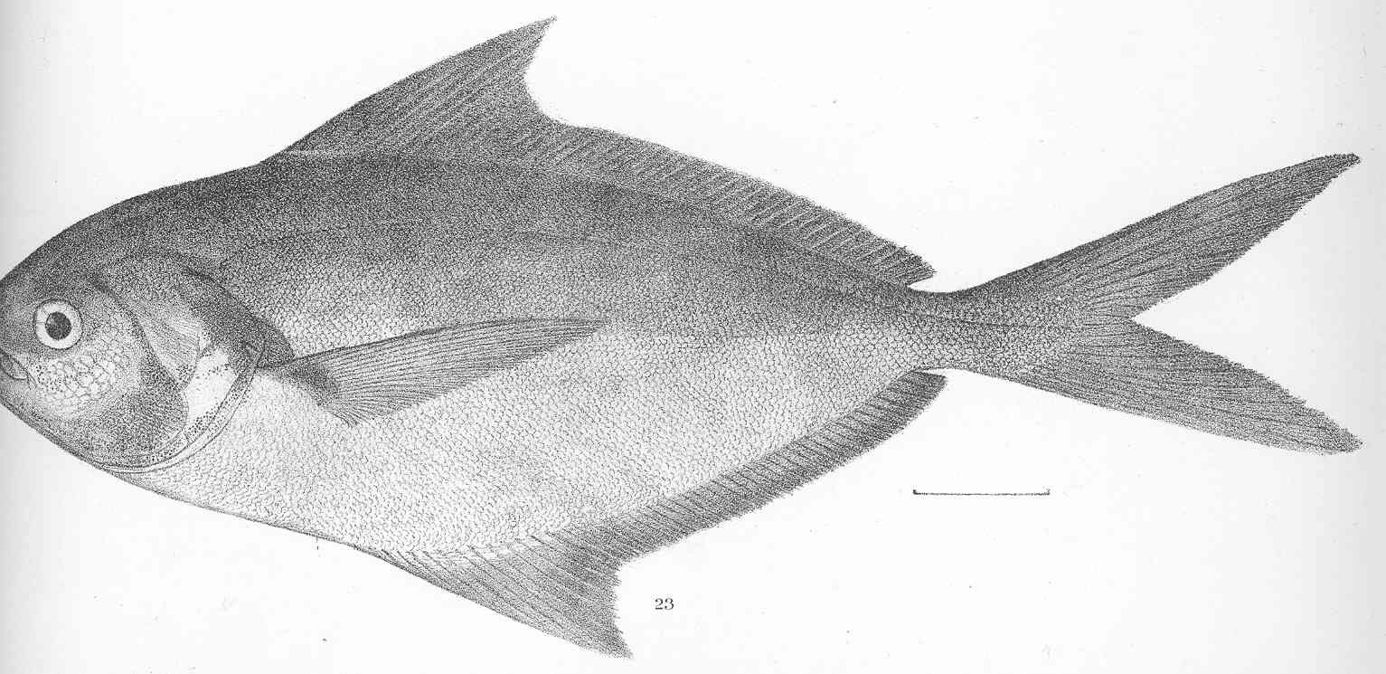 Salema Butterfish (Peprilus snyderi) |commons:File:FMIB 50634 Peprilus snyderi Gilbert & Starks Type specimen; Panama.jpeg