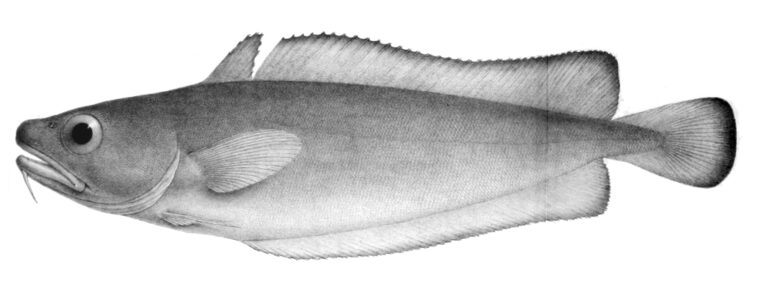 Salilota australis (Salilota australis) |commons:File:Salilota australis.jpg