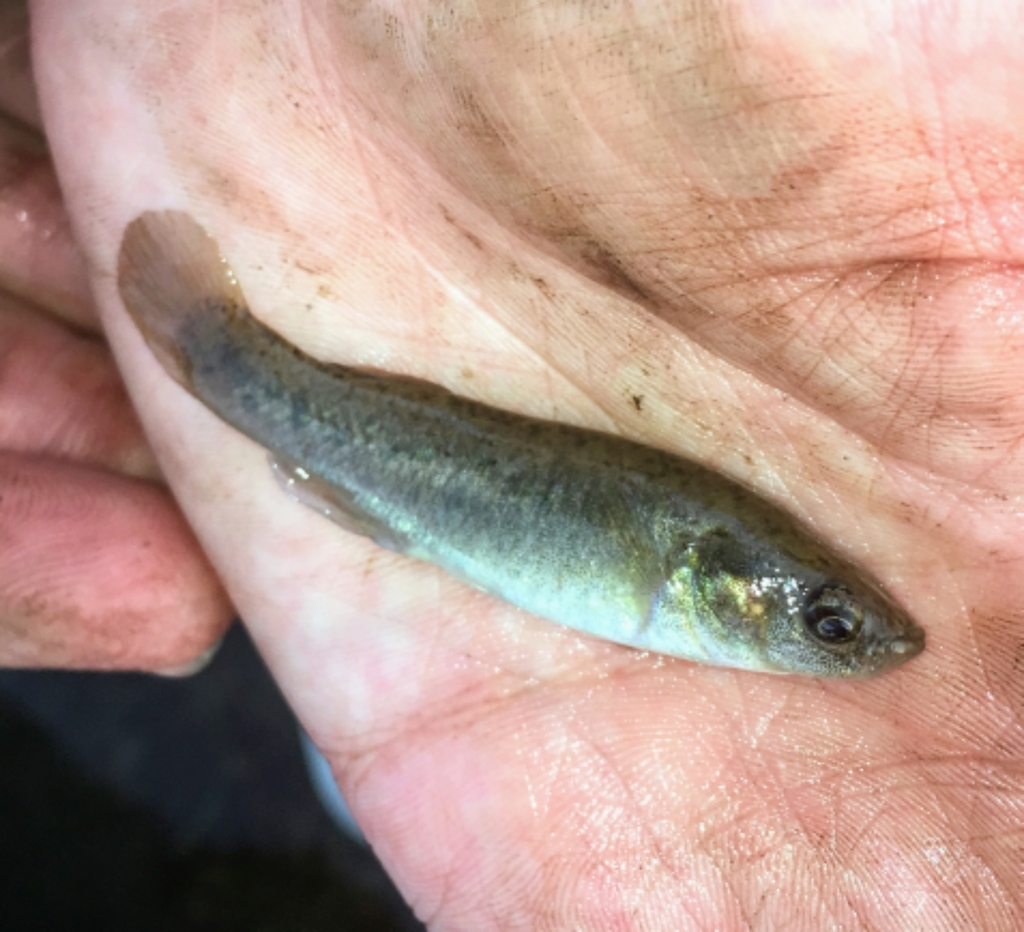 Saltmarsh Topminnow (Fundulus jenkinsi) |commons:File:Fundulus jenkinsi.jpg