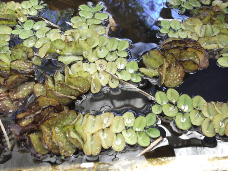 Salvinia Auriculata (Salvinia auriculata) |commons:File:Salvinia auriculata-lake-yercaud-salem-India.JPG