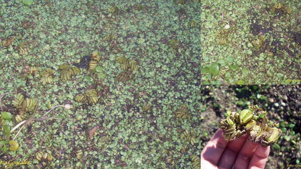 Salvinia Biloba (Salvinia biloba) |commons:File:Salvinia biloba.jpg